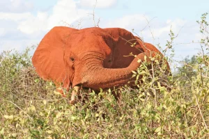 tsavo safari from diani beach