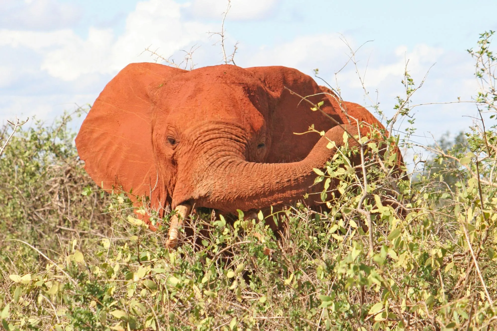 tsavo safari from diani beach