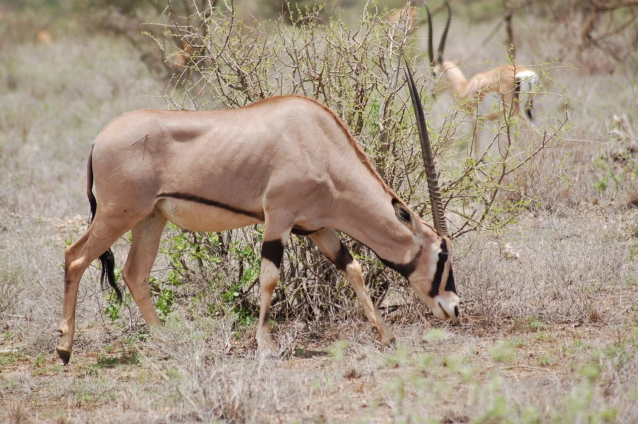 Reticulated giraffe and Beisa Oryx in Samburu National Reserve
