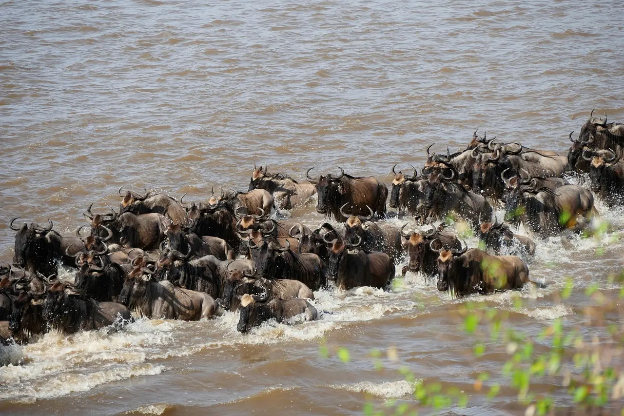Holidays to Kenya safari sightings - Wildebeest in Masai Mara National Reserve crossing the Mara river.