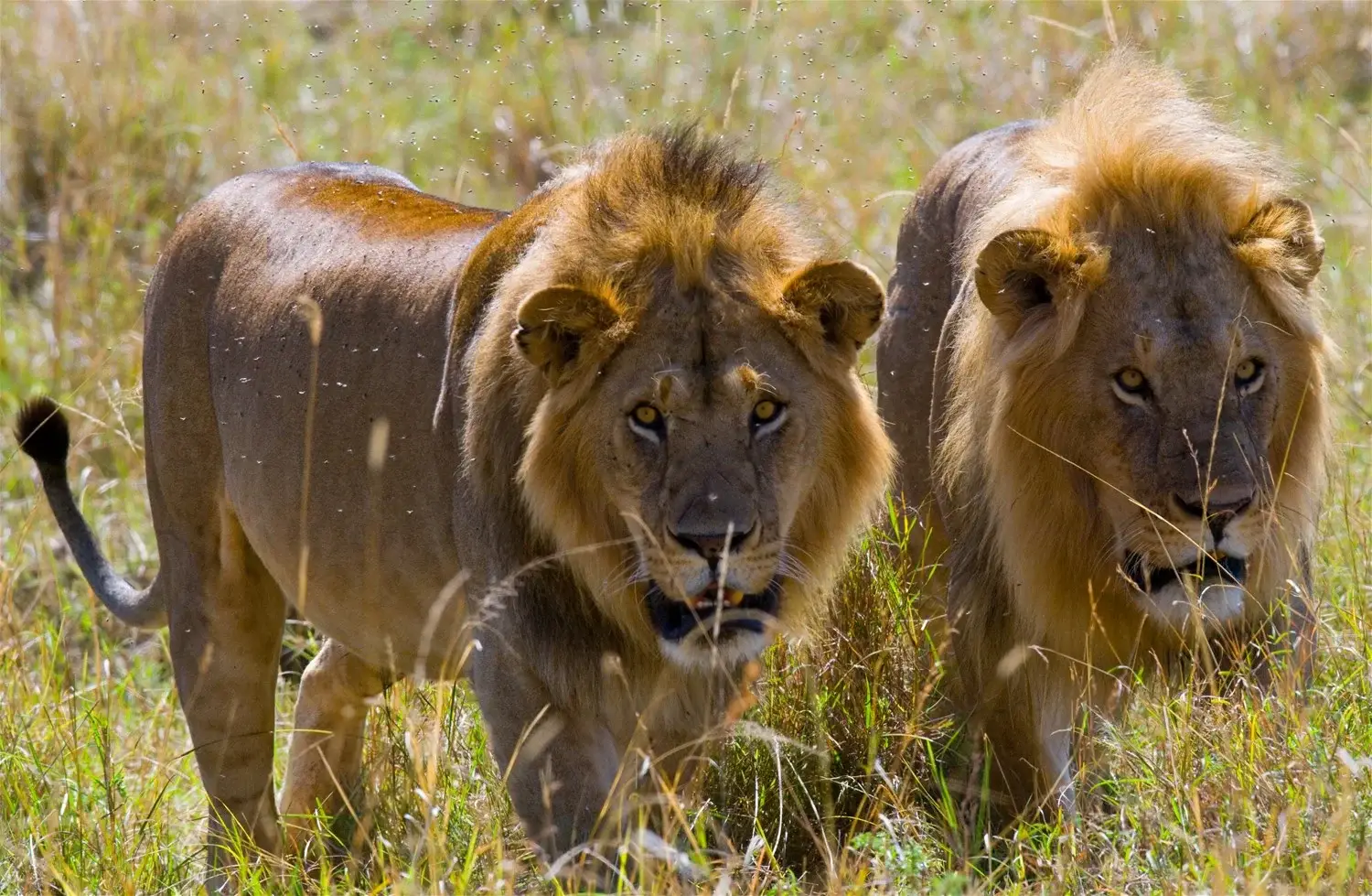 Spending Your Kenya Holidays at the Masai Mara - Two Male Lions at the Masai Mara