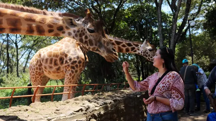 Top attractions on a Nairobi safari tour - giraffe interacting with a person