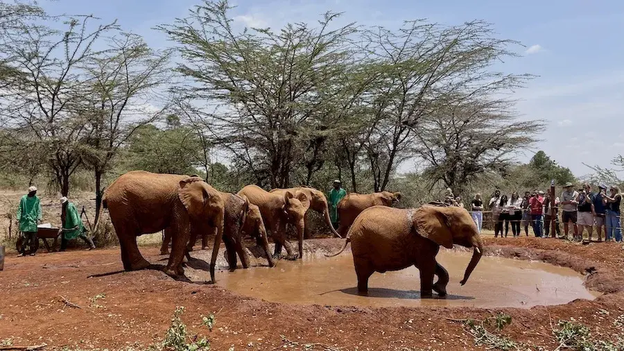 Tourists at Elephant Orphanage Kenya - people watching elephants at a mud pool