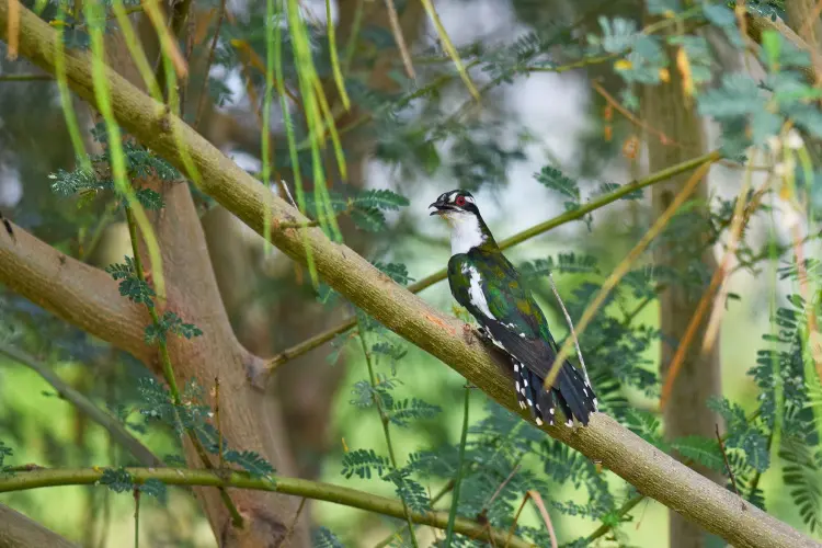 Bird watching at Lake Nakuru National Park - a bird on a branch