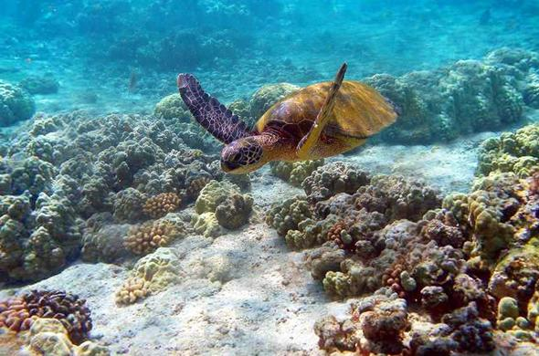 Marine Tourism Kenya - a turtle in Watamu Marine National Park