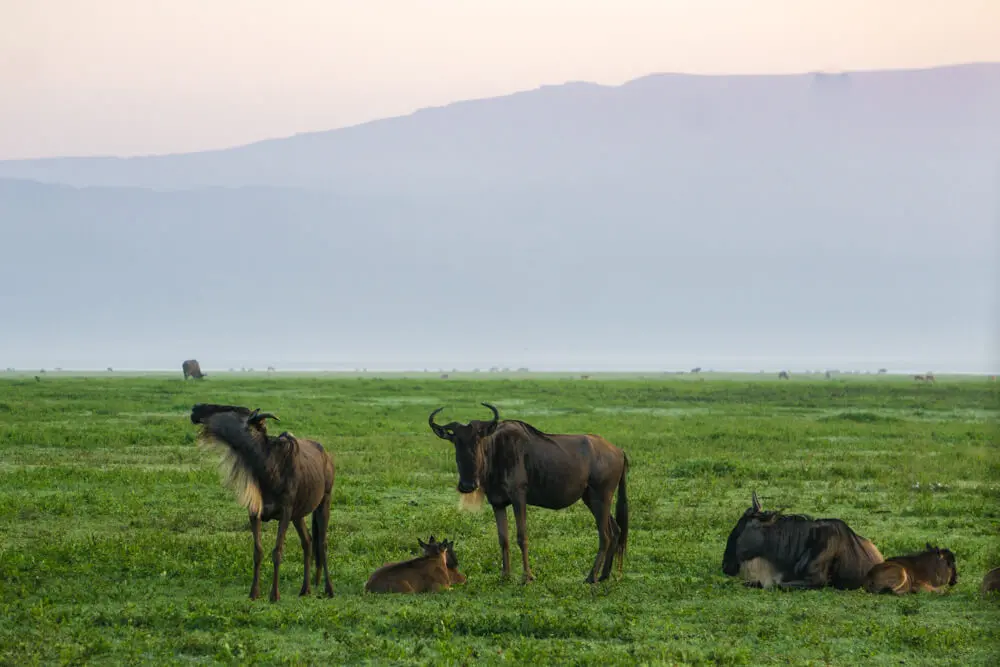 Visiting the scenic Ngorongoro Crater on a Northern Tanzania Safari