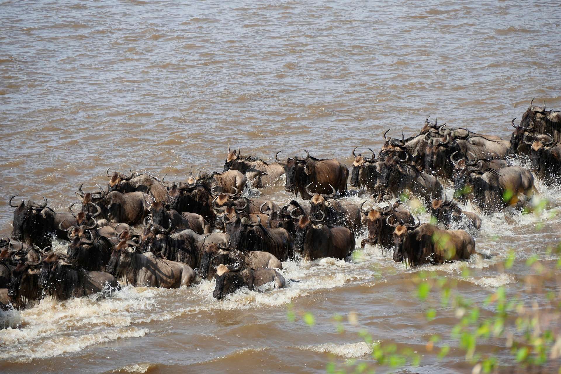 Wildebeest migration in Serengeti Africa