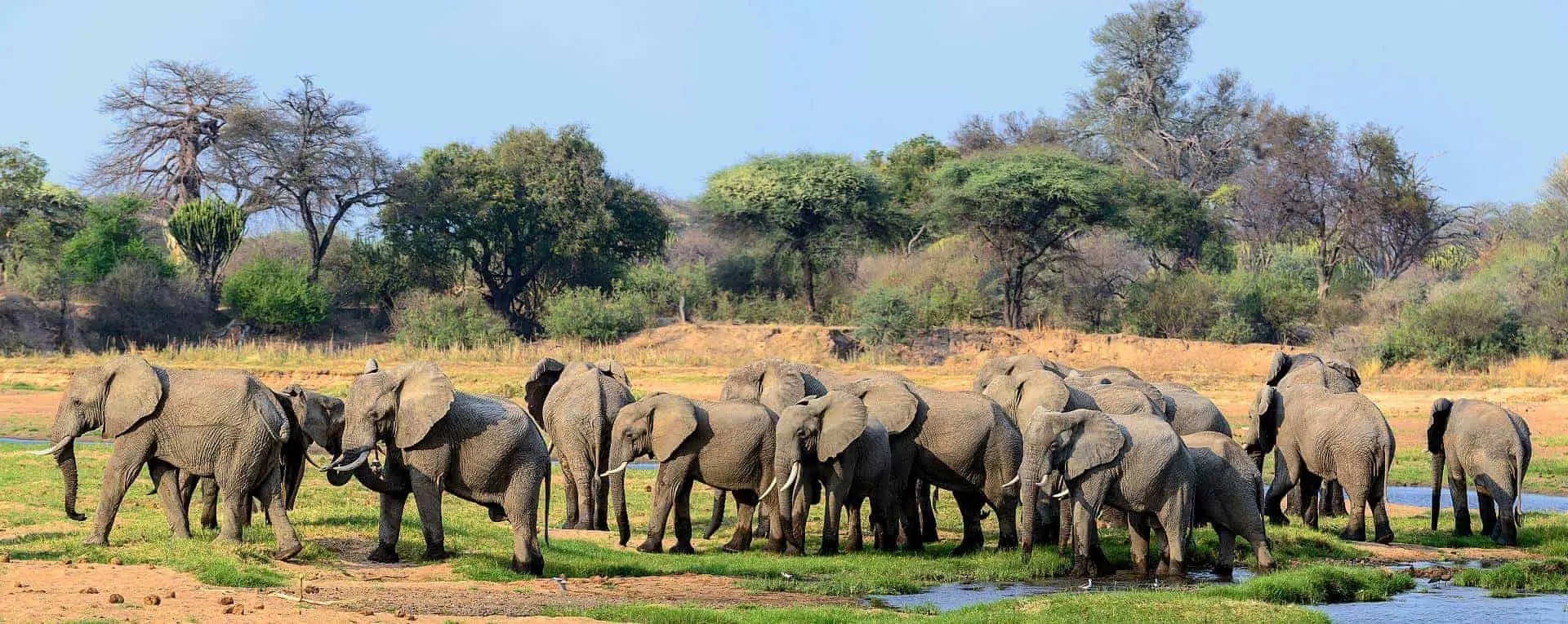 Spotting wildlife on Ruaha Safari
