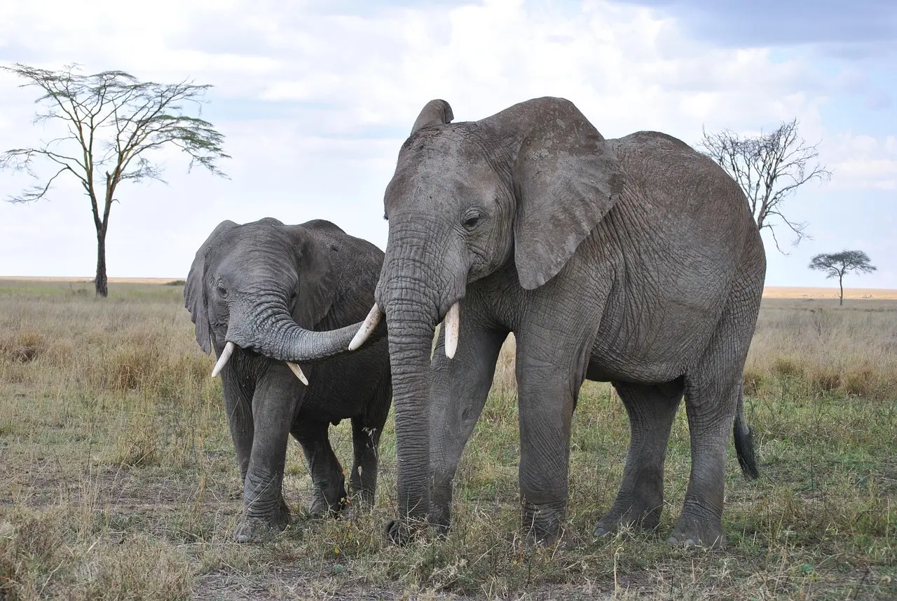 Tour to the Serengeti - Elephants