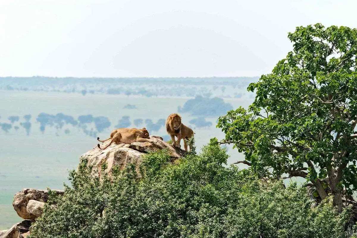Lion spotting itineraries on Uganda Safari - lions lounging at Kalabe Rock
