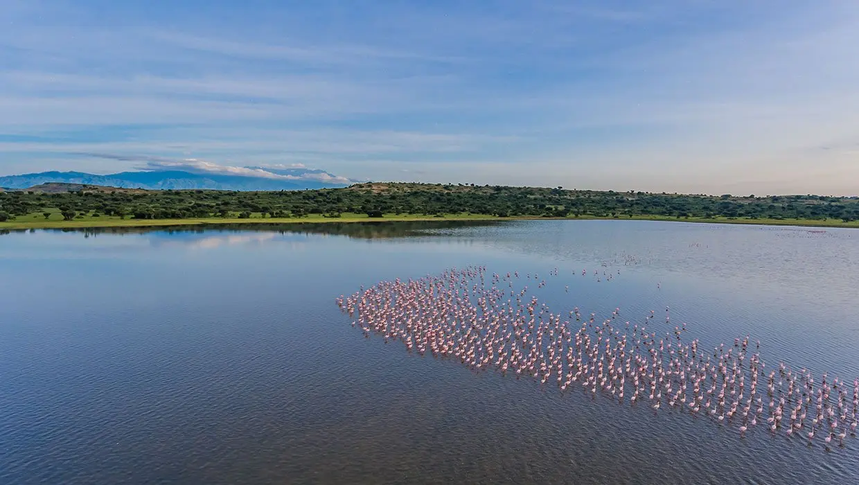 Putting together the best Uganda safari holidays - water birds