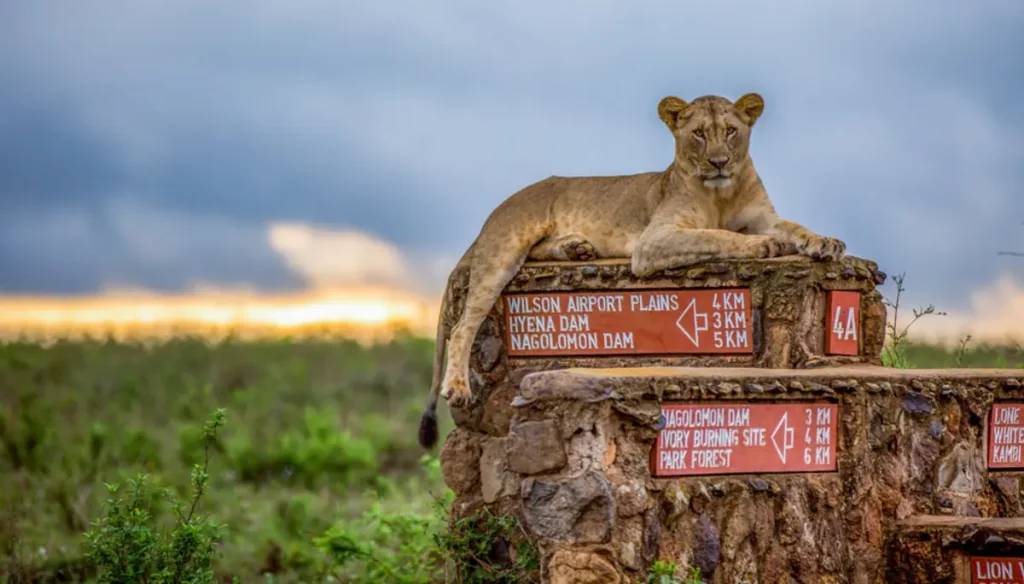 Nairobi national park lion