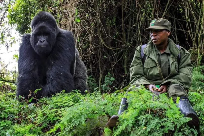 Uganda gorilla tracking experiences - A mountain gorilla with a ranger