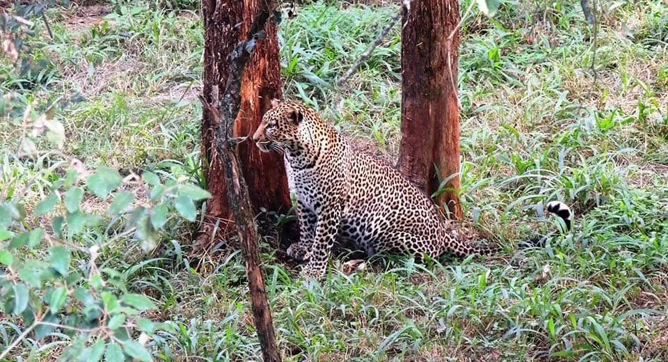 Safari walk entrance fee to spot the Big 5 - a leopard in the Nairobi safari walk