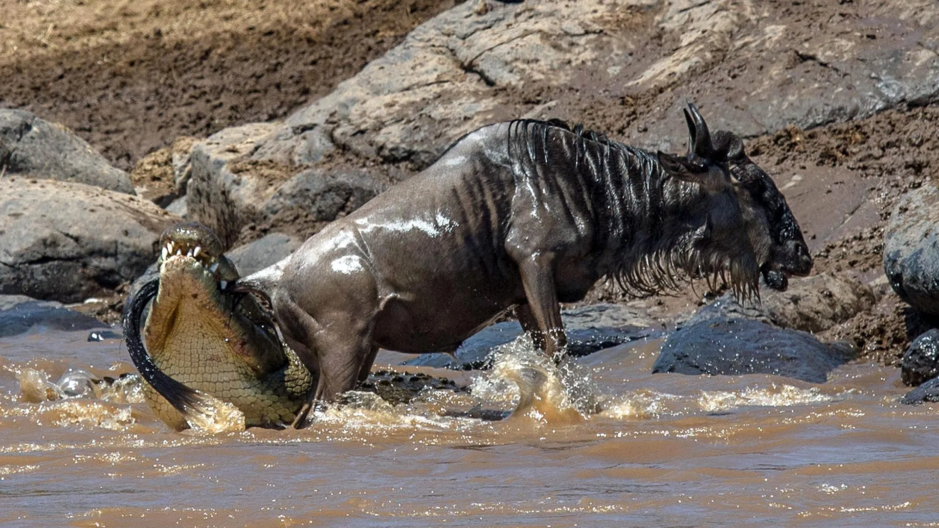 Tracking Wildebeest migration Kenya & Tanzania - A Nile croc biting a wildebeest’s tail