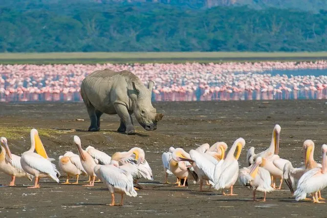 Cost of National Park entrance fees in Kenya - wildlife at Lake Nakuru National Park