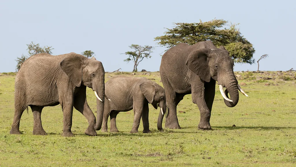 Travel tips for your 4-day Masai Mara Safari - an elephant family in Masai Mara