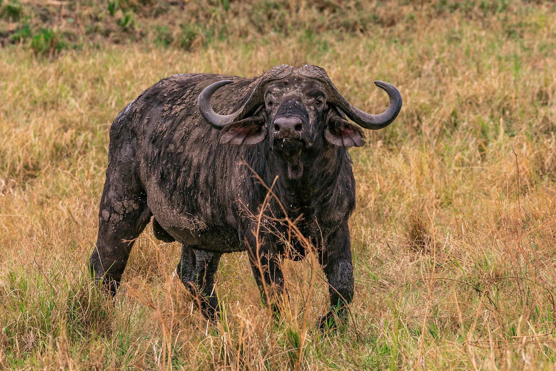 Safari animals- the African buffalo