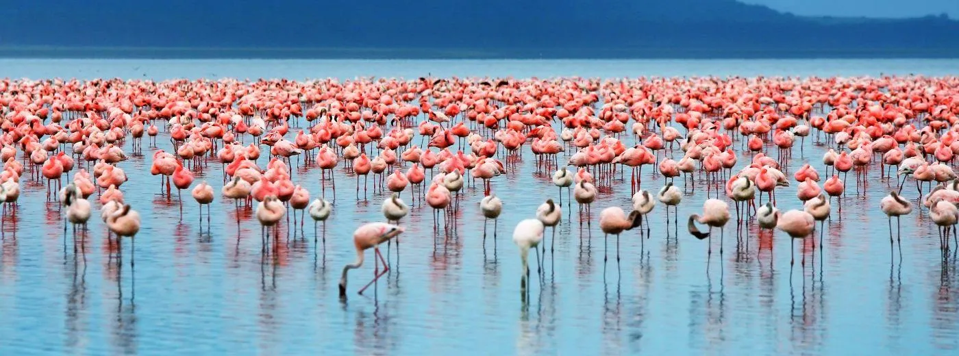 Manyara Lake