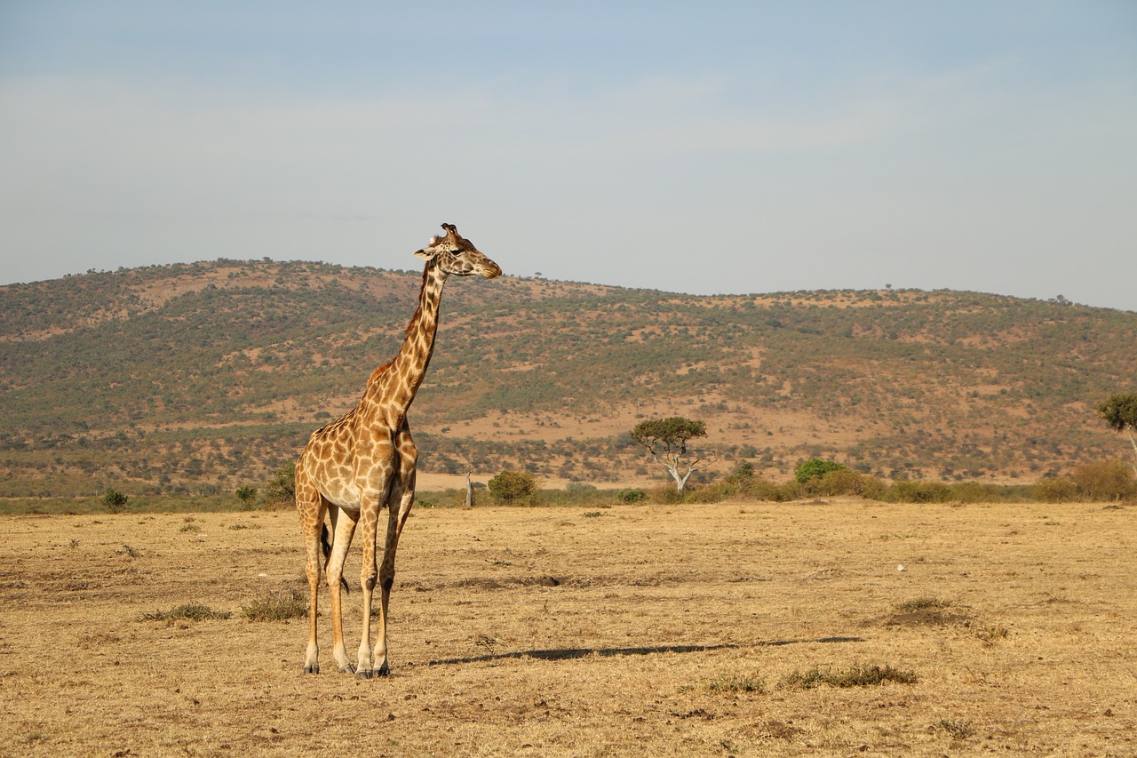 Selous game reserve - Tanzania northern circuit safari.