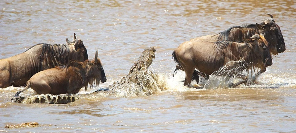 great migration of africa