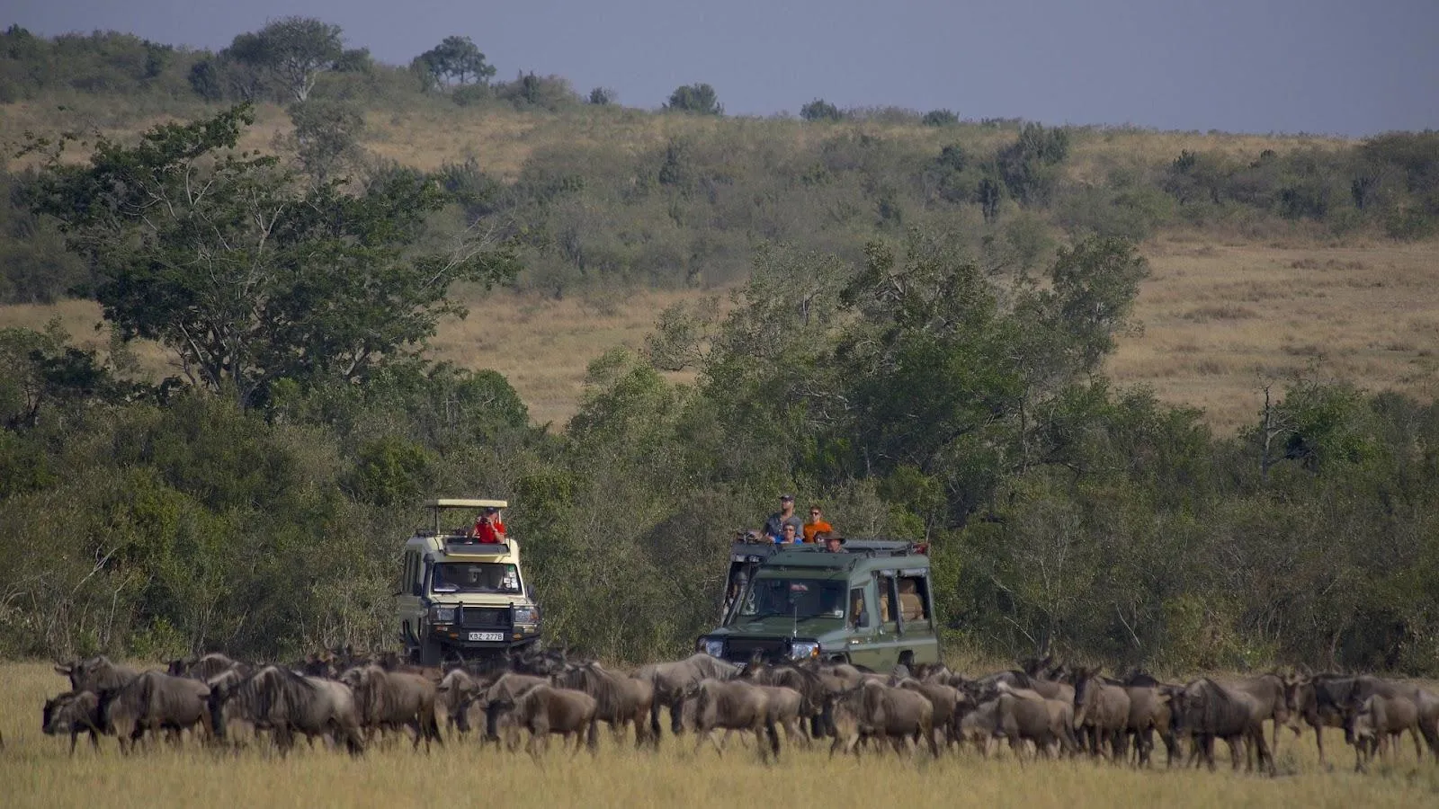 Exploring Maasai Mara using Land Cruiser Safari Car Rental Services