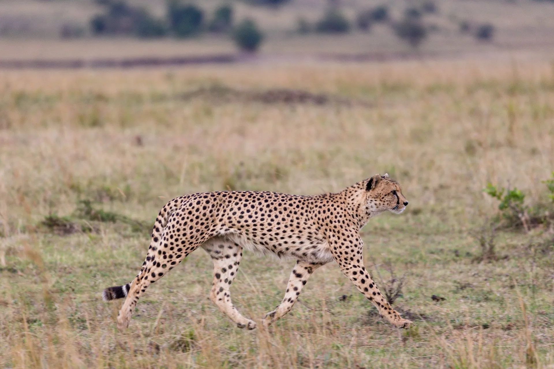 Cheetah Spotting in Nairobi National Park During a Road Trip Using Hire Cars