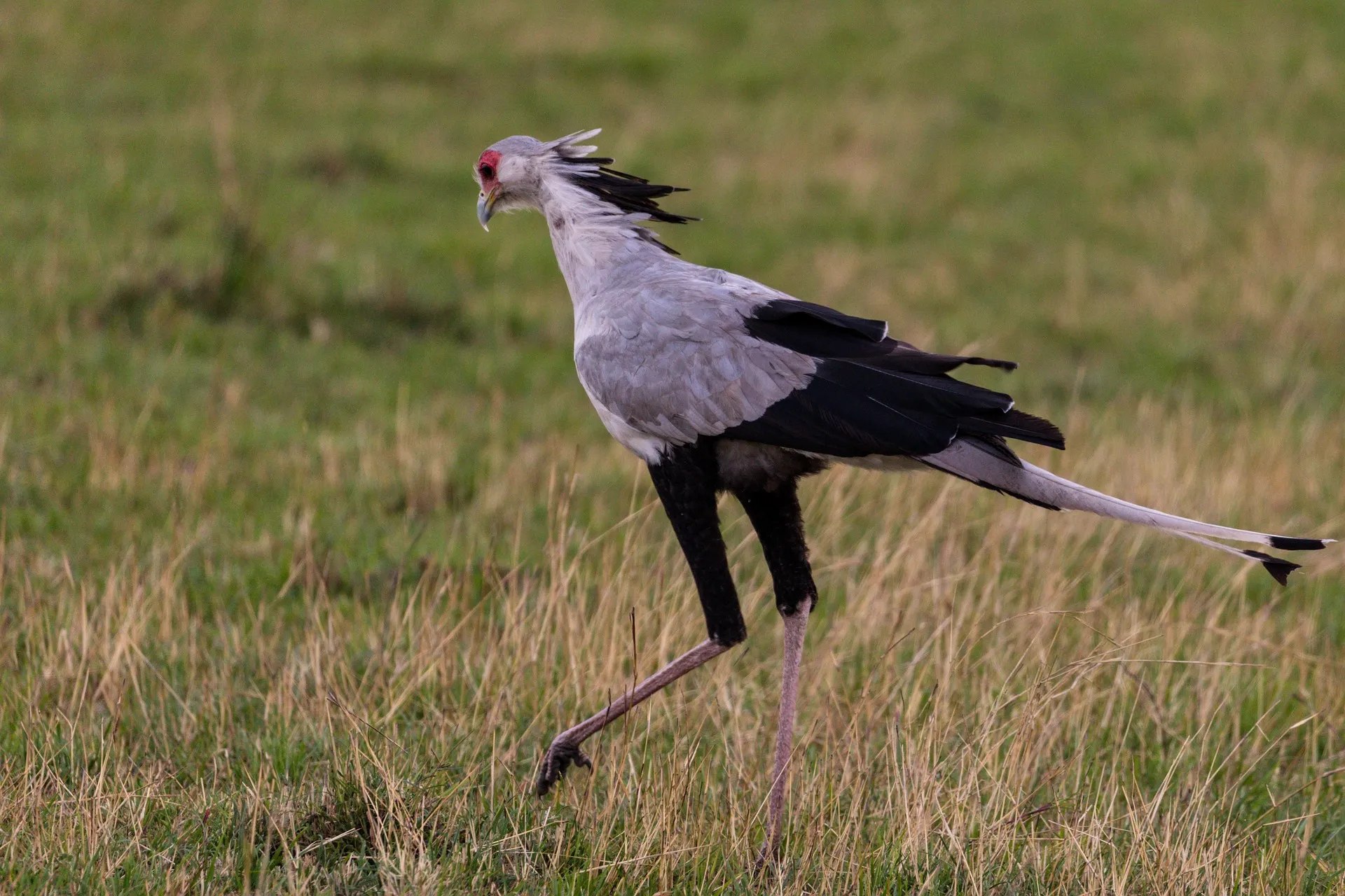 birding safaris Kenya