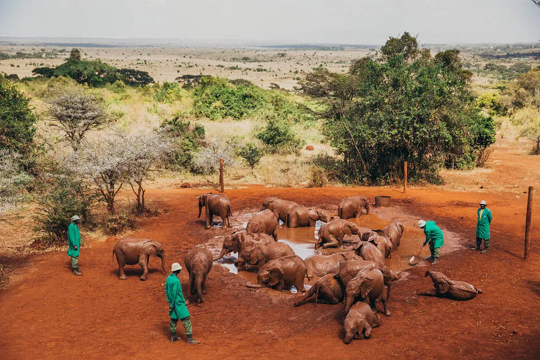 Organized elephant activities at the David Sheldrick Elephant Orphanage - elephants at a mud pool