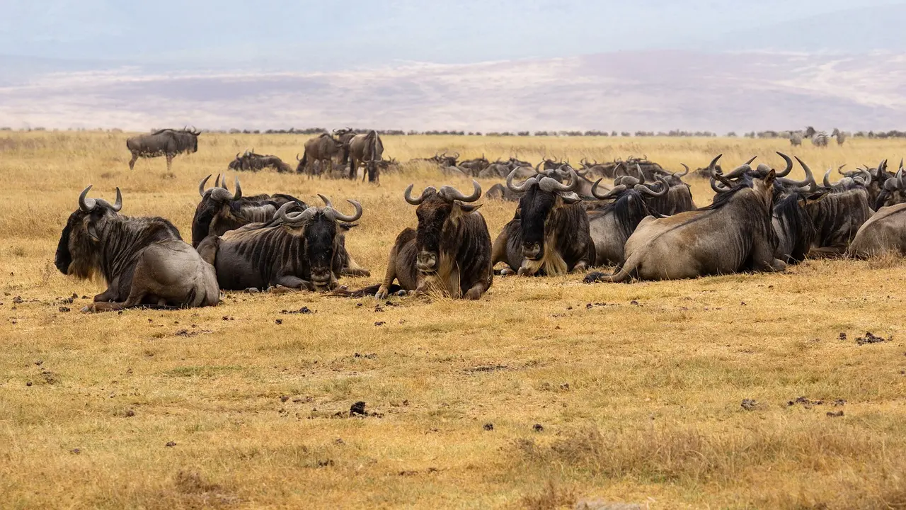 A herd of wildebeest crossing the Mara River during the Great Migration