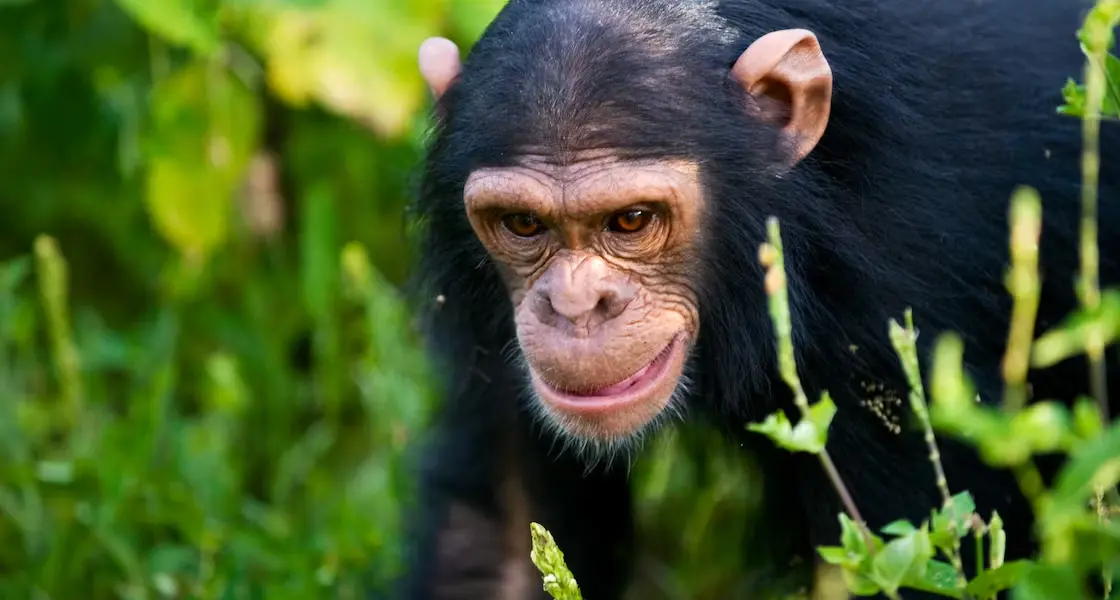 Chimpanzee tracking on Uganda safari - a chimpanzee at Kibale Forest
