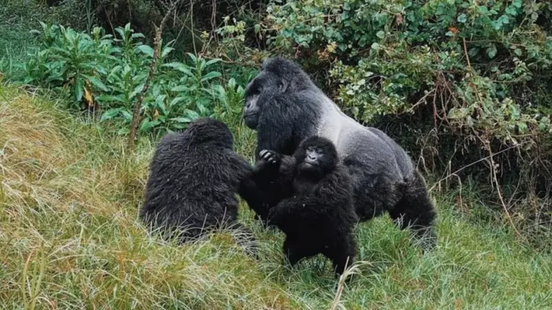 Signing up for Gorilla tours in Uganda - a troop of gorillas