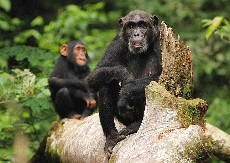Top activities at Murchinson Falls National Park - Two chimpanzees resting on a tree log in Budongo Forest