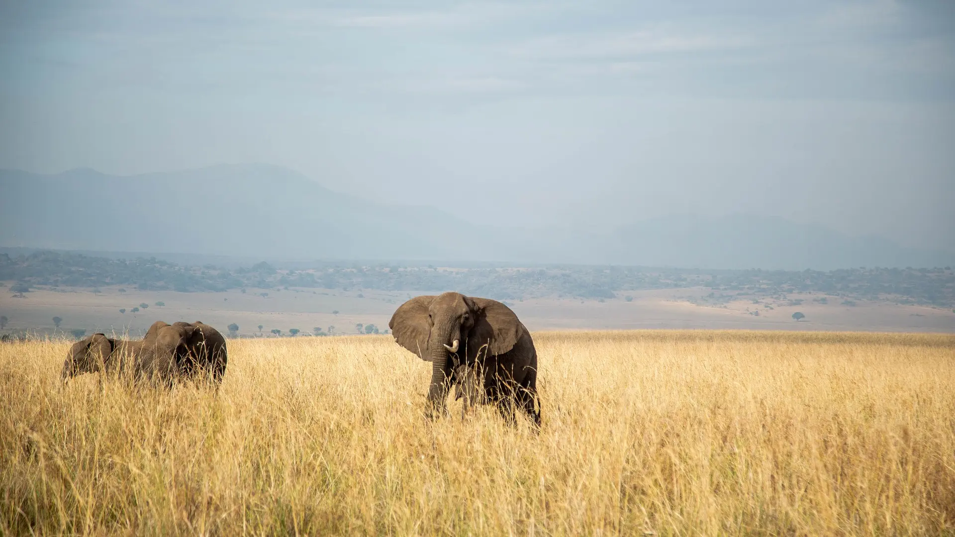 Exploring remote parks on safari to Uganda - Elephants among long grasses in Kidepo Valley National Park