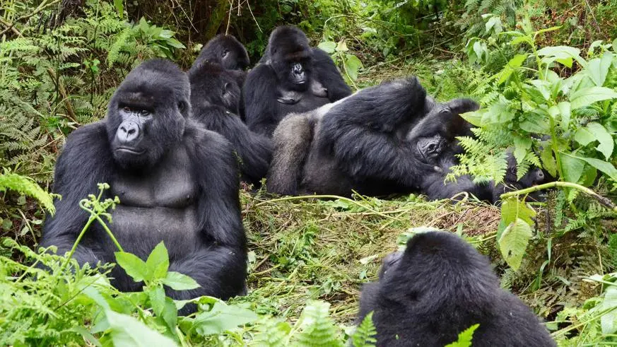 Gorilla trekking Rwanda Tours - A gorilla family in Volcanoes National Park