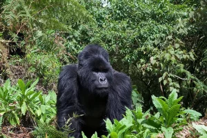 Gorilla Trekking Uganda Safaris - A mountain gorilla