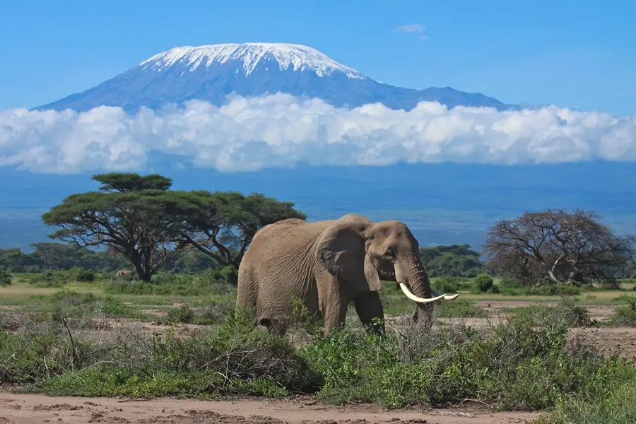 Amboseli Safari Tours Kenya - An elephant in Amboseli National Park