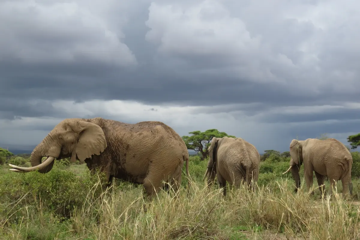 Is the rainy season the best time to visit Kenya for safari - elephants in Amboseli in the rainy season