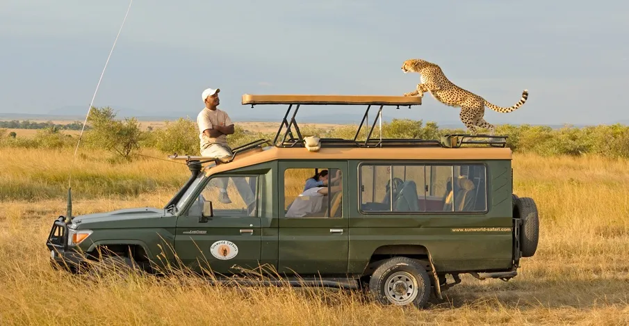 Wildlife encounters on your 3 days Masai Mara camping safari - a cheetah atop a safari vehicle in Masai Mara