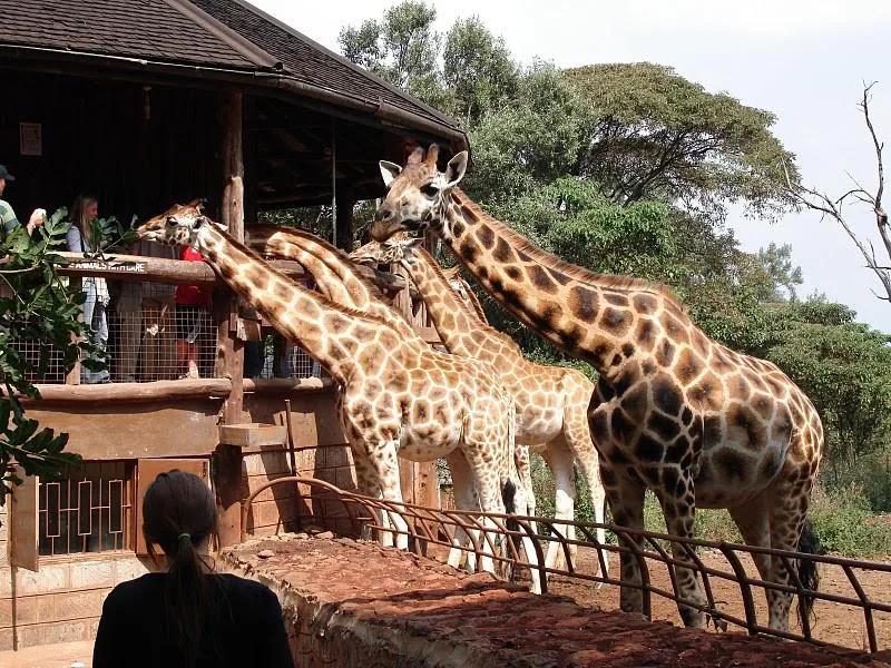 Attractions close to the safari walk - Giraffes at the Girraffe Centre, Nairobi
