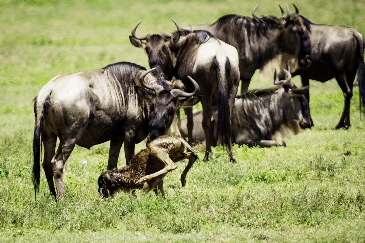 The Great Migration Kenya & Serengeti Cycle - A female wildebeest and her newborn