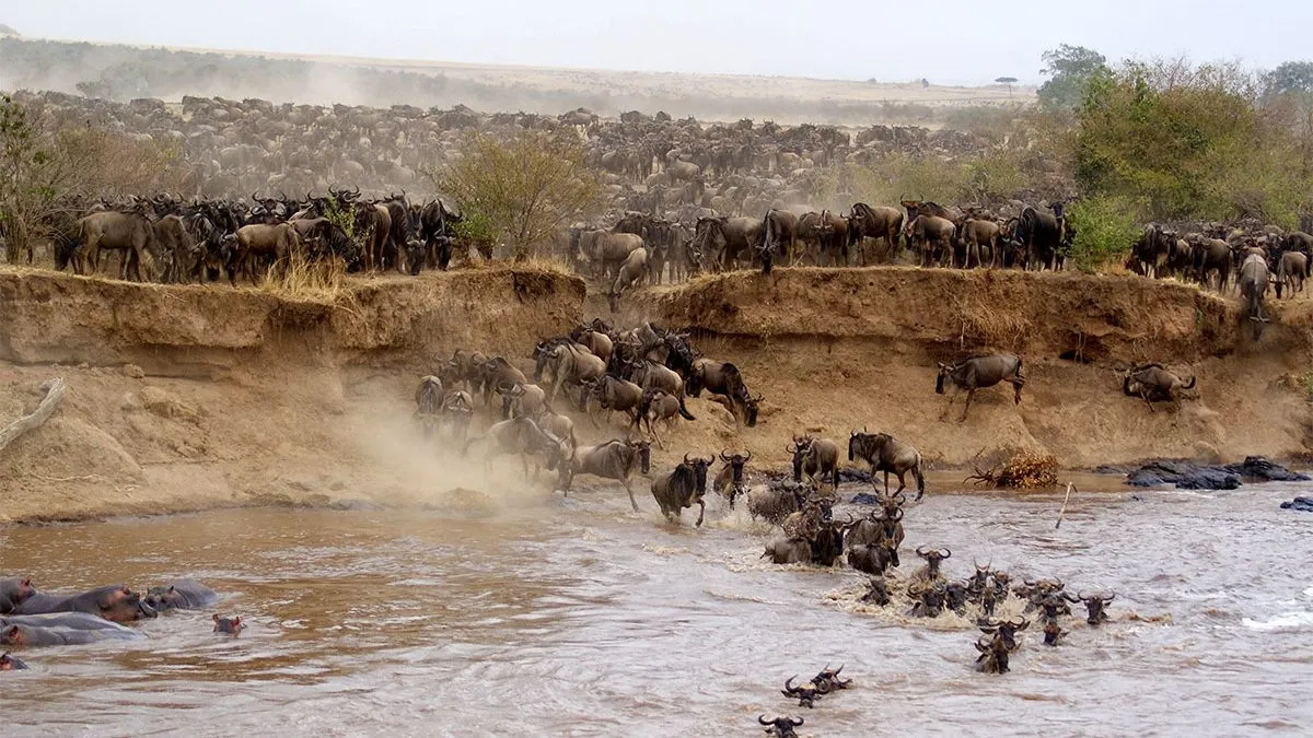 Highlights of a 4 day Masai Mara Safari - wildebeest crossing the Mara River