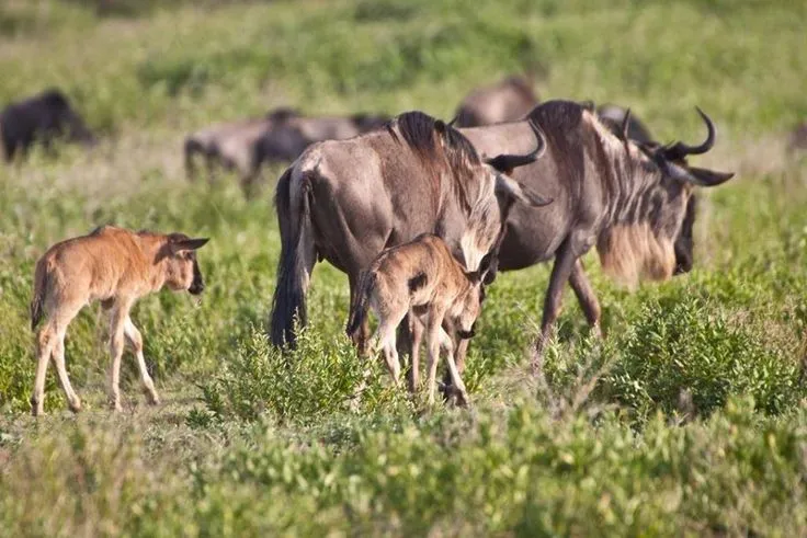 Trip to Kenya - Planning Your Kenya Tour: Practical Tips and Advice. Wildebeest in Masai Mara