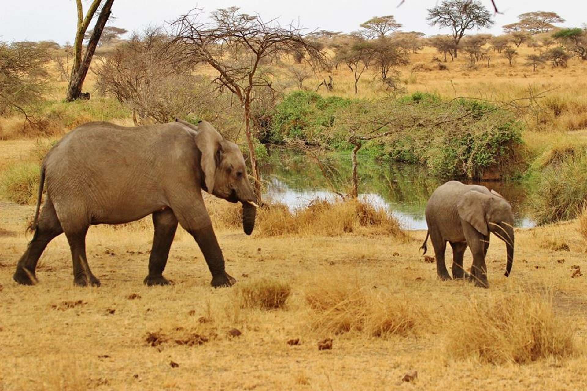 Elephant spotted during a safari in Serengeti