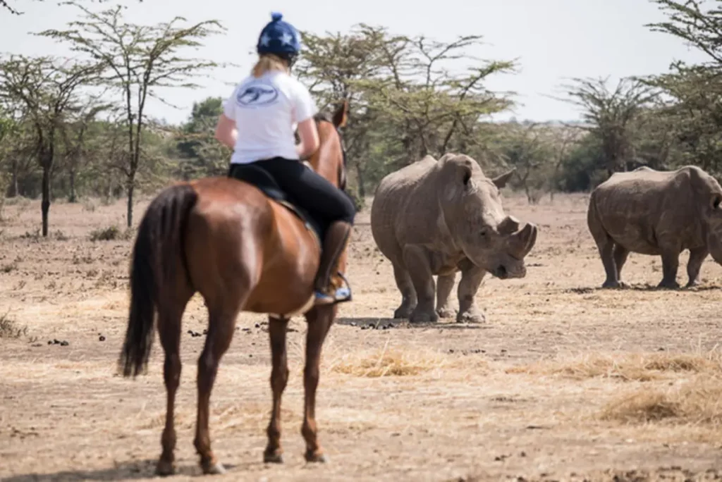 Horse riding at Ol Pejeta - tracking the rhinos