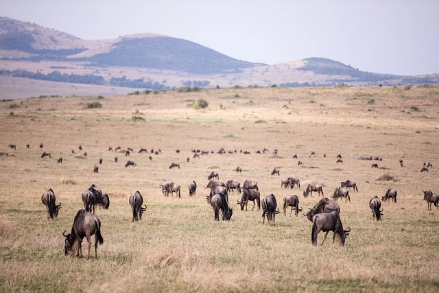 african animal migration