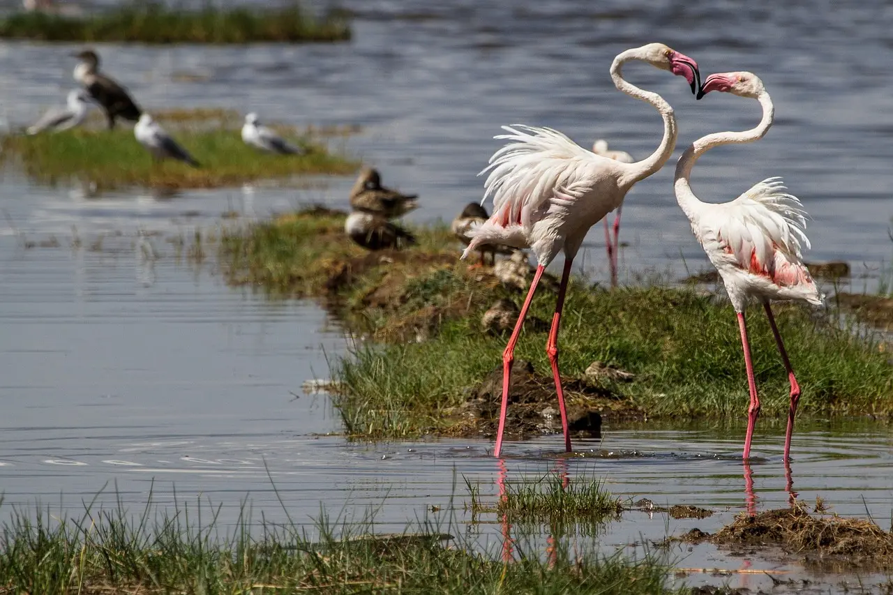 Flamingoes in Amboseli National Park