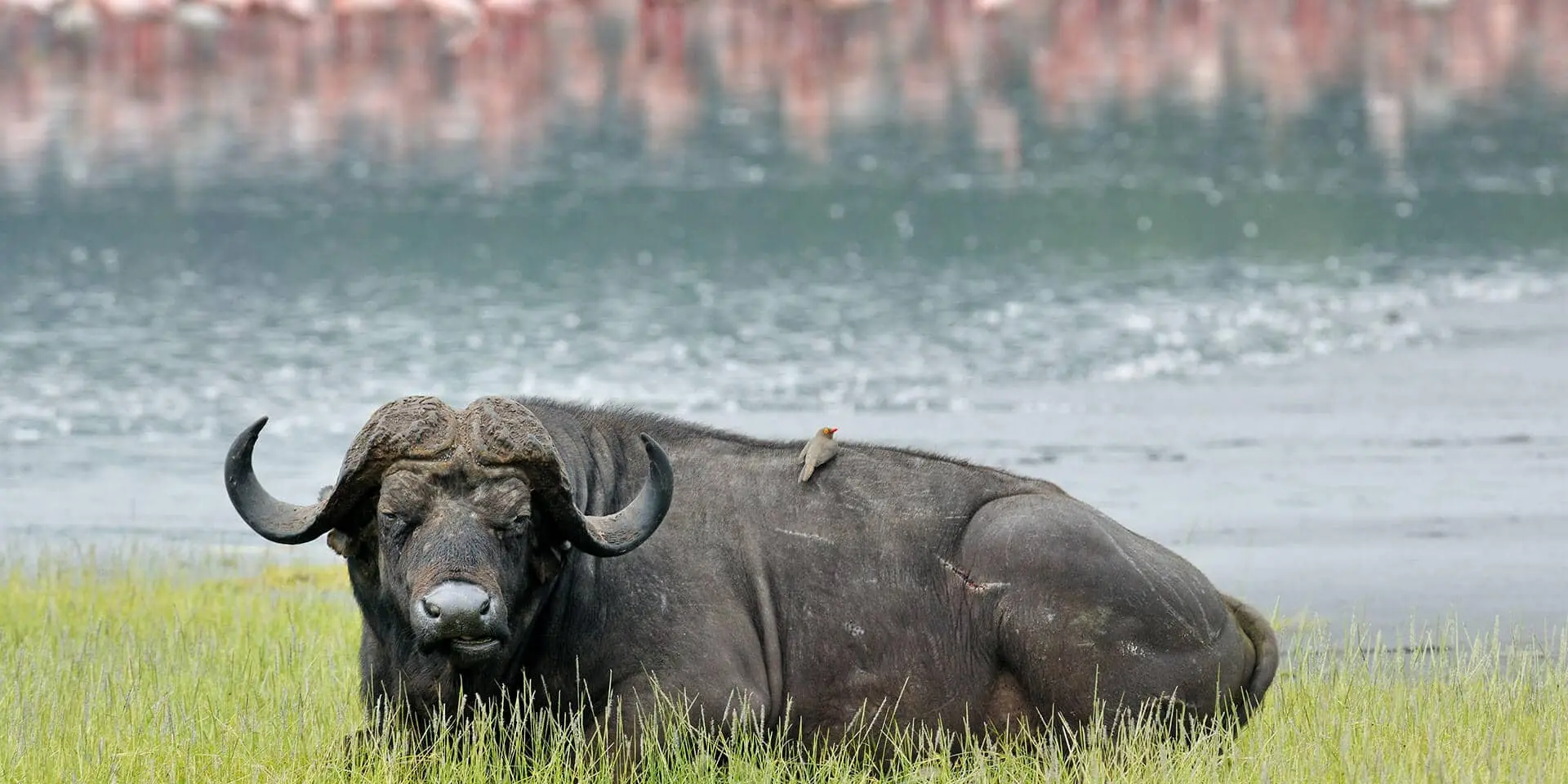 What to do at Nakuru National Park - a buffalo relaxing by Lake Nakuru