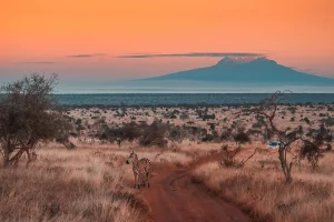 Safari to Tsavo West - A zebra in the vast plains of Tsavo West