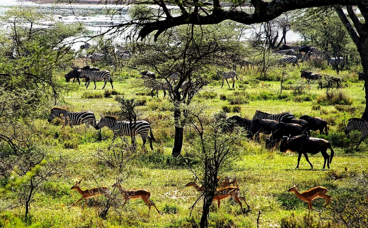 Landscape of Meru National Park with diverse wildlife
